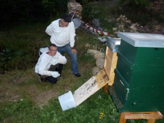 Unzug in neue Zander Zargen, die Bienen laufen ein.